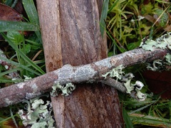 Phaeographis dendritica