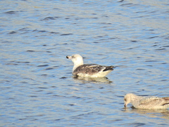 Larus marinus