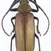 Protea Longhorn Beetle - Photo (c) lucanus, some rights reserved (CC BY-NC)