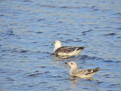 Larus marinus
