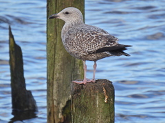 Larus argentatus