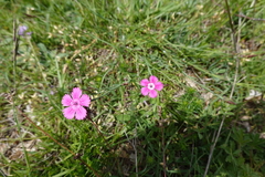 Dianthus deltoides deltoides
