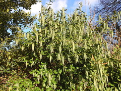 Garrya elliptica