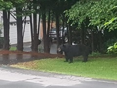 Ursus americanus
