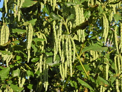 Garrya elliptica
