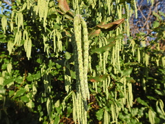 Garrya elliptica
