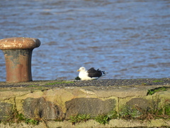 Larus marinus