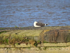 Larus fuscus