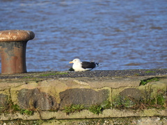 Larus marinus