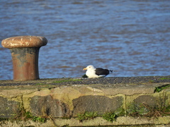 Larus marinus