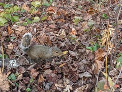 Sciurus carolinensis