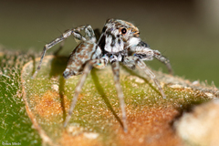 Maeota