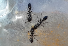 Pseudomyrmex lynceus