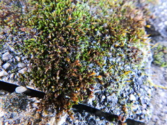 Schistidium crassipilum