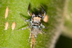 Maeota
