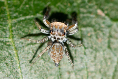 Maeota