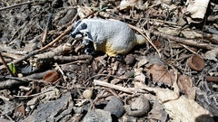 Monilinia