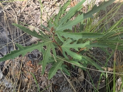 Jatropha erythropoda