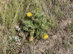 Berkheya onopordifolia