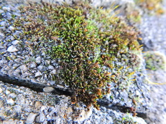 Schistidium crassipilum