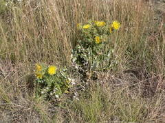 Berkheya onopordifolia