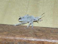 Pseudatelus