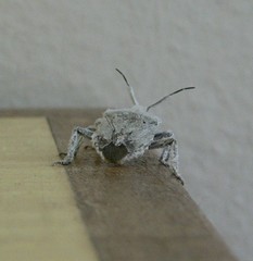 Pseudatelus