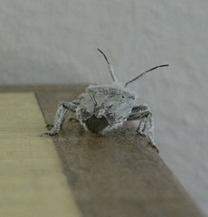 Pseudatelus