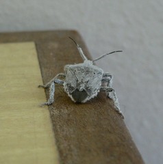 Pseudatelus