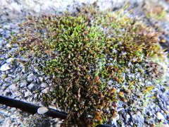 Schistidium crassipilum