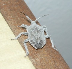 Pseudatelus