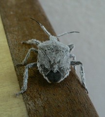 Pseudatelus
