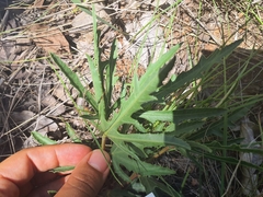 Jatropha erythropoda