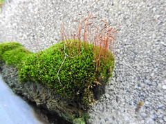 Ptychostomum capillare