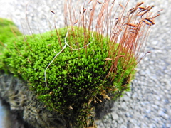 Ptychostomum capillare