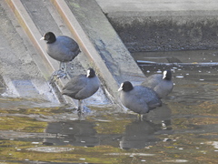 Fulica atra