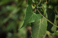 Philibertia gilliesii
