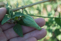 Philibertia gilliesii
