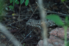 Stenocercus doellojuradoi