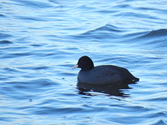 Fulica atra