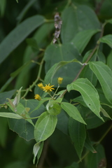 Otopappus tequilanus