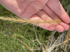 Setaria scheelei