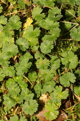 Geranium molle