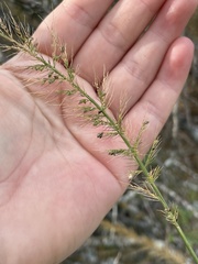 Setaria scheelei