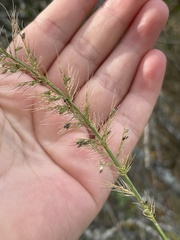 Setaria scheelei