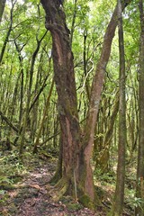 Sideroxylon borbonicum