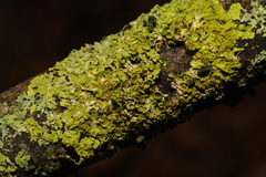 Xanthoria parietina