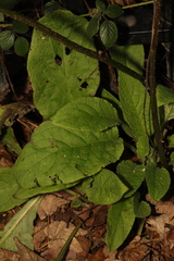 Digitalis purpurea