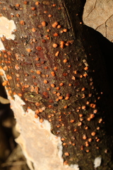 Nectria cinnabarina