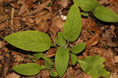 Digitalis purpurea